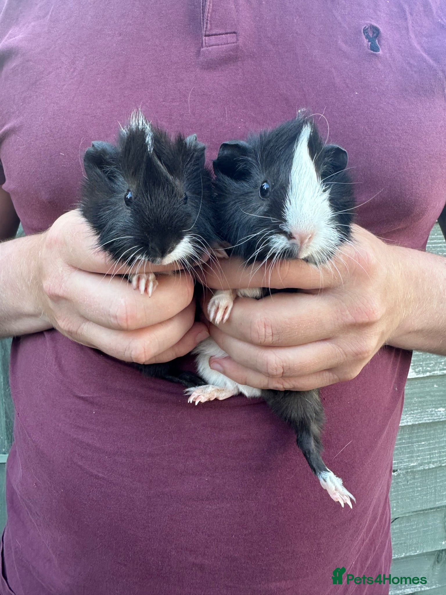 Guinea Pig rodents for sale: Pair of male baby piglets seeking forever homes - Advert 6