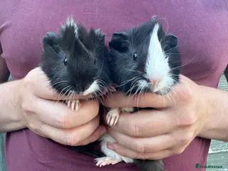 Guinea Pig rodents 2 pairs of male baby piglets seeking forever homes - Advert 3