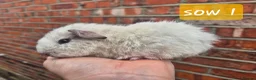 Guinea Pig rodents for sale: Ready to reserve  - Advert 10