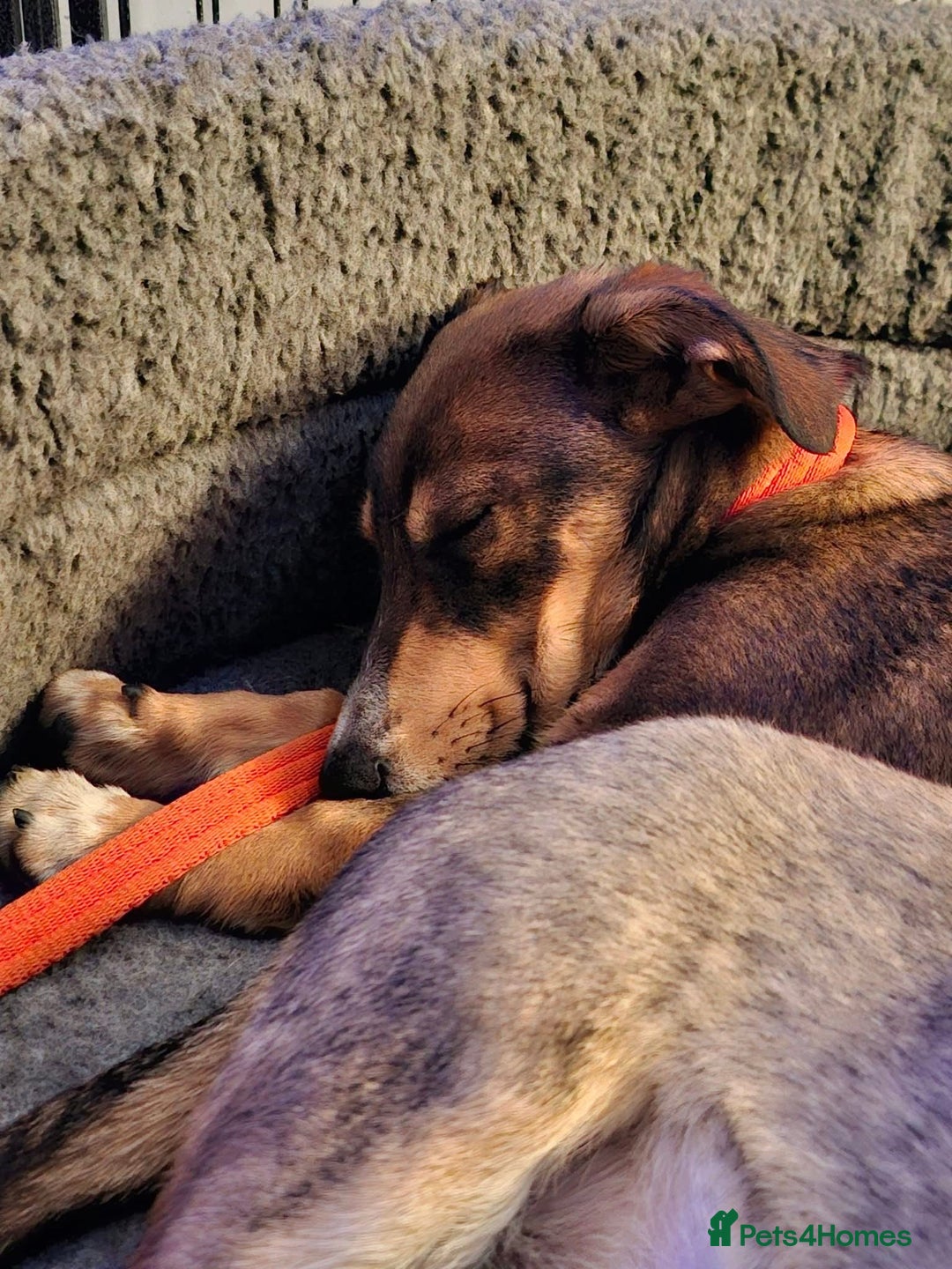 Mixed Breed dogs for adoption: Harvey - north Walsham Norfolk  - Advert 5