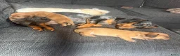Miniature Dachshund dogs for sale: Beautiful Miniature Dachshund Puppies  in Southampton - Advert 7