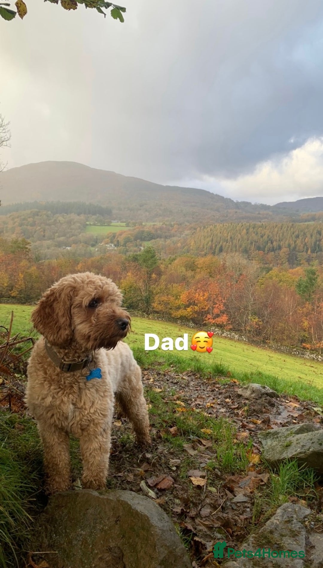 Cavapoo dogs for sale: Beautiful Cavapoo puppies  - Image 9