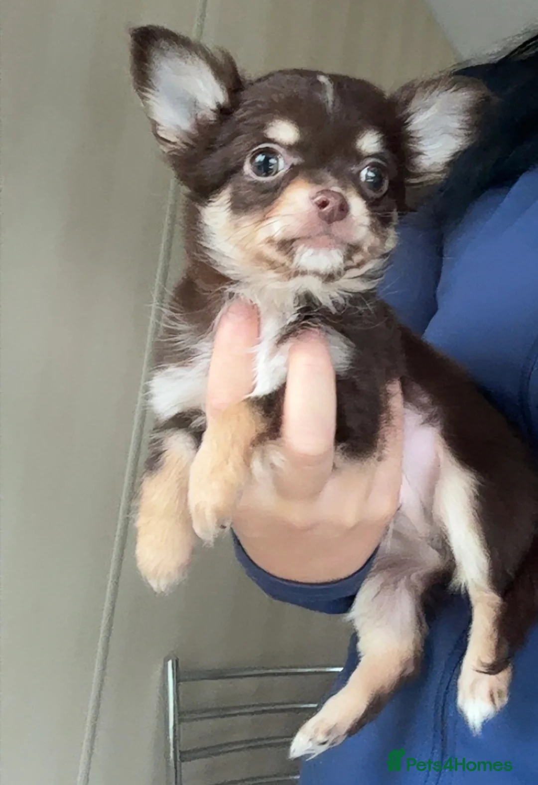 Chihuahua dogs for sale: Stunning tiny chihuahua boys READY to leave - Advert 3