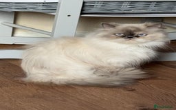Persian cats for sale: 2 female Persian sisters  - Image 10