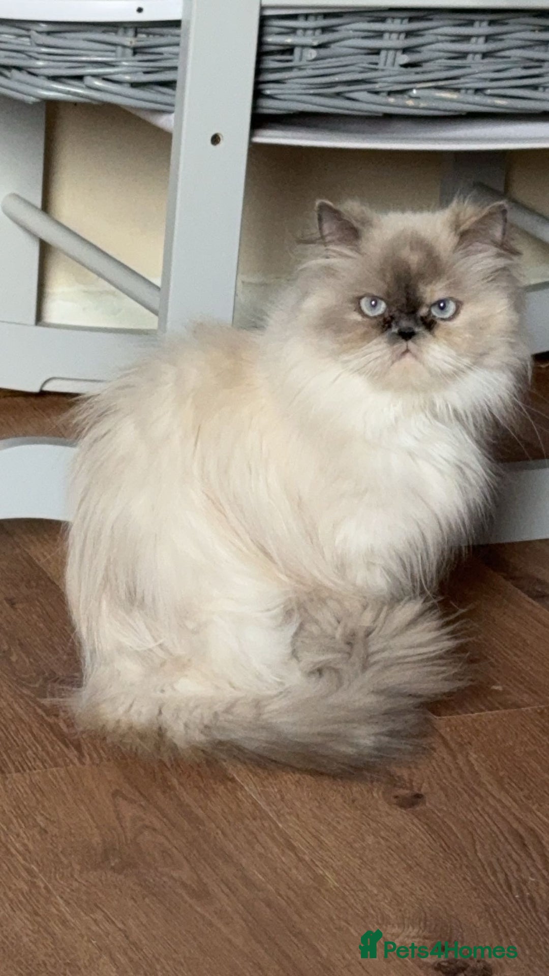 Persian cats for sale: 2 female Persian sisters  - Image 10