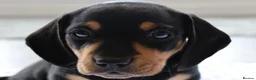 Miniature Dachshund dogs for sale: Miniature Black & Tan Dachshund 2 boys 1 girl - Advert 4
