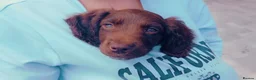 Cocker Spaniel dogs for sale: beautiful cocker spaniel pup - Advert 2