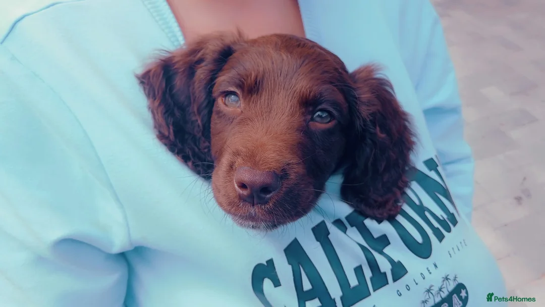 Cocker Spaniel dogs for sale: beautiful cocker spaniel pup - Advert 2
