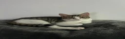 Brazilian Shorthair cats for sale: Brittle short hair for sale  - Advert 7