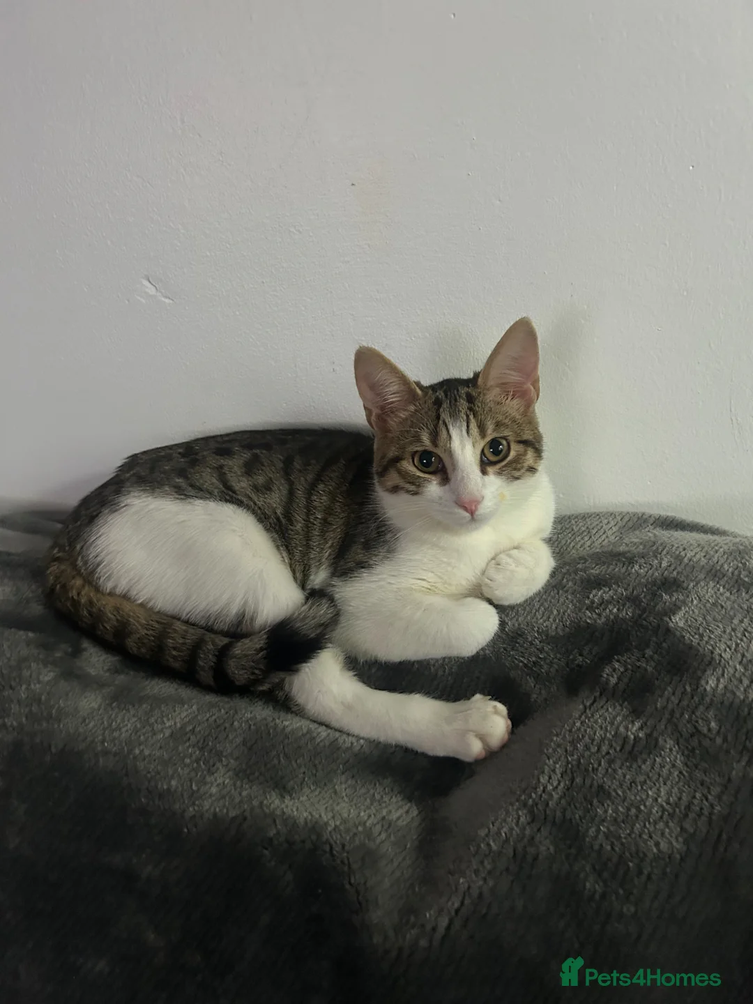 Brazilian Shorthair cats for sale: Brittle short hair for sale  - Advert 7
