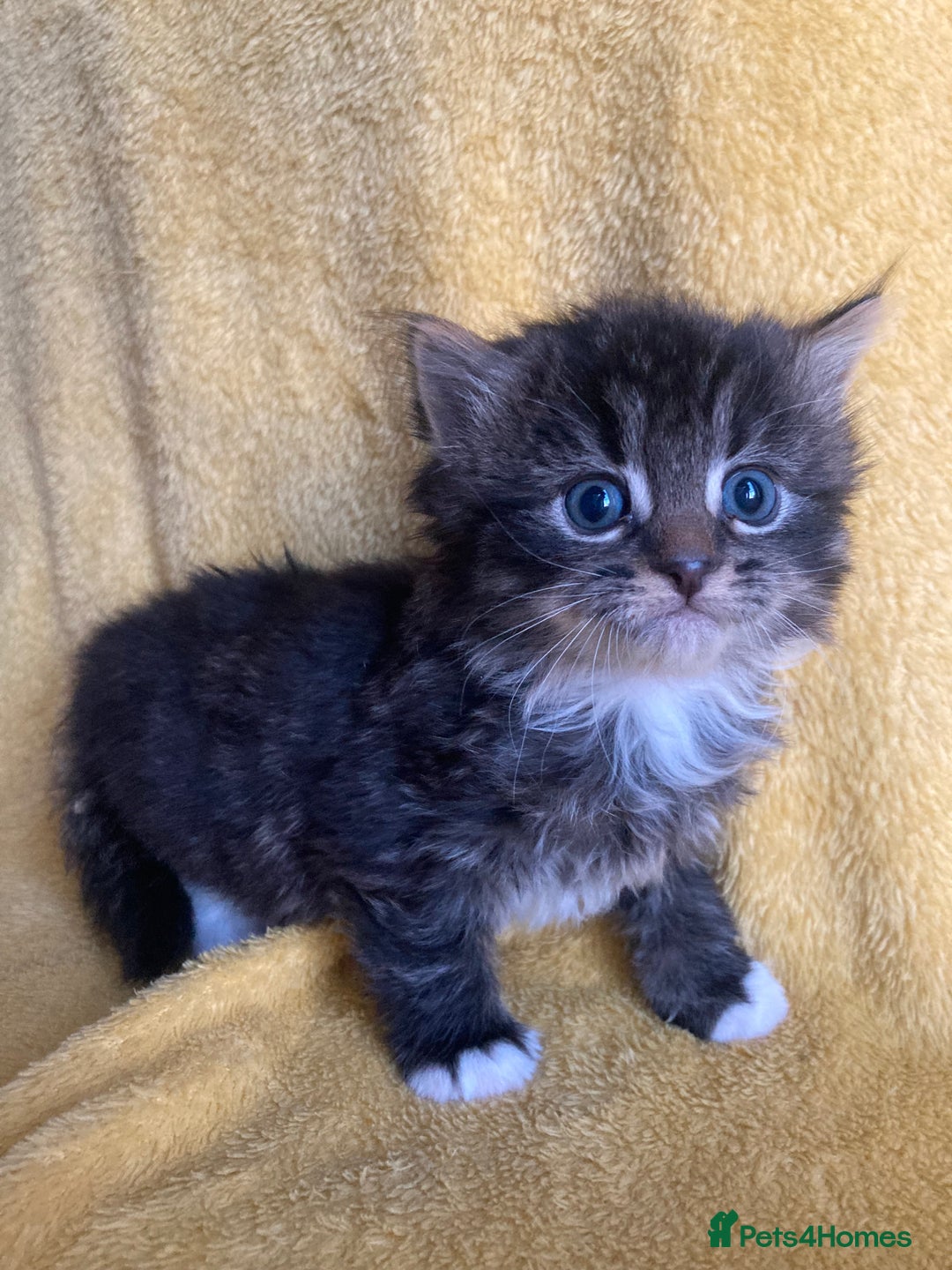 Maine Coon cats for sale: Maine coon  - Advert 9