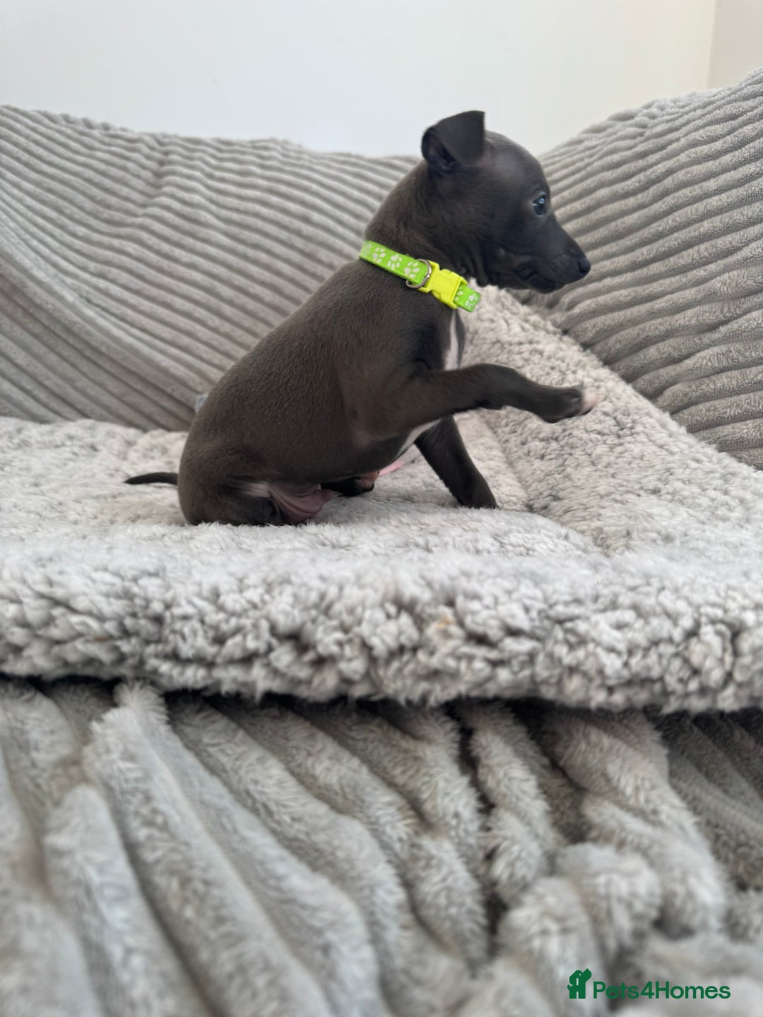 Italian Greyhound dogs for sale: KC registered blue Italian greyhounds for sale - Advert 5