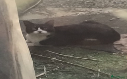 Mixed Breed cats for sale: Playful kittens looking for a new home - Advert 3