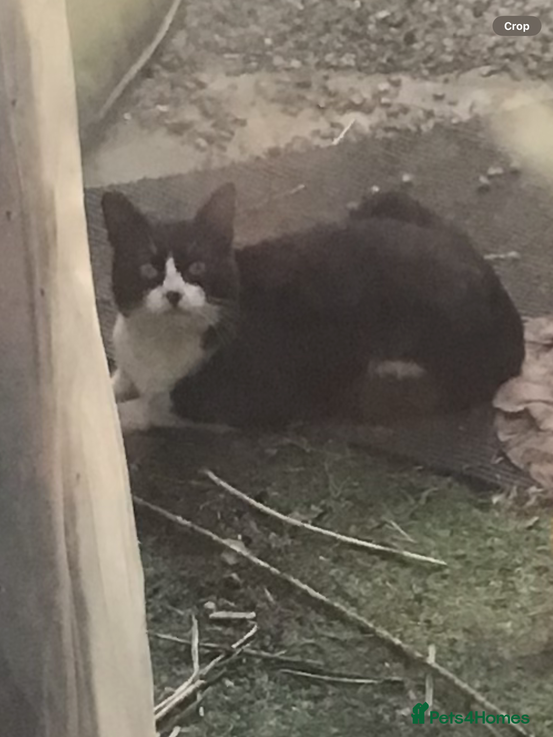 Mixed Breed cats for sale: Playful kittens looking for a new home - Advert 3