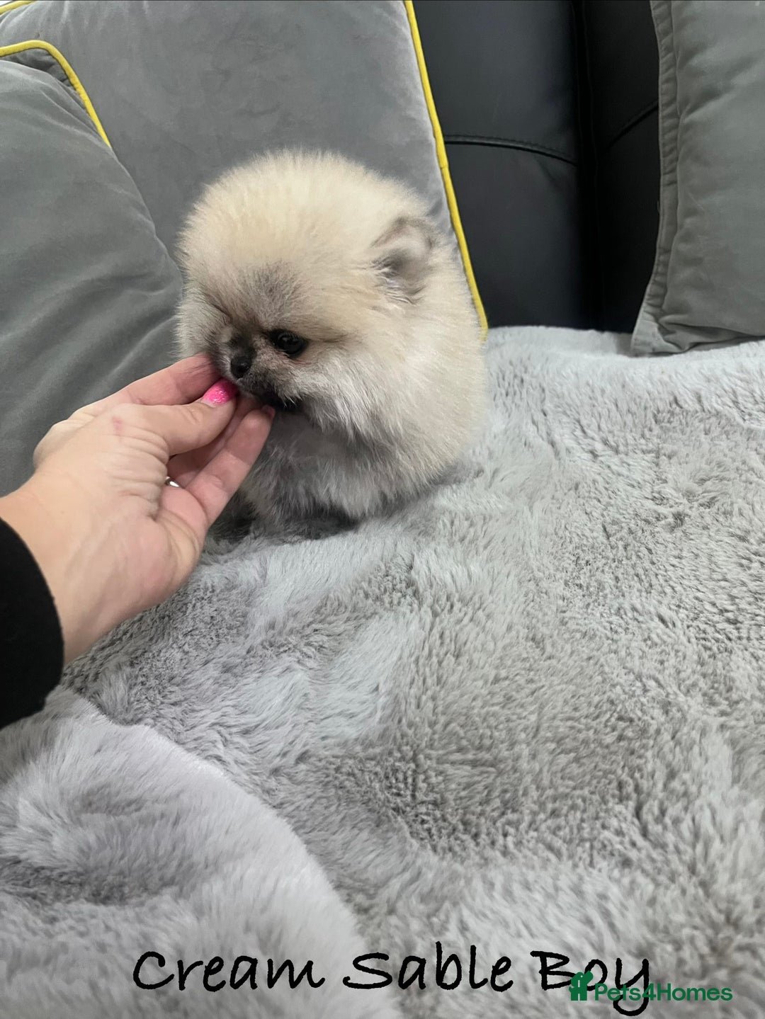 Pomeranian dogs for sale: 🔥Stunning 🐻Real Teddy Face🏆Quality  - Advert 3