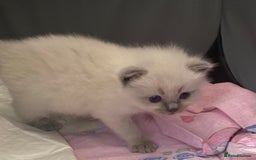 Ragdoll cats for sale: Beautiful Ragdoll Kittens ready to go!💙 - Image 23