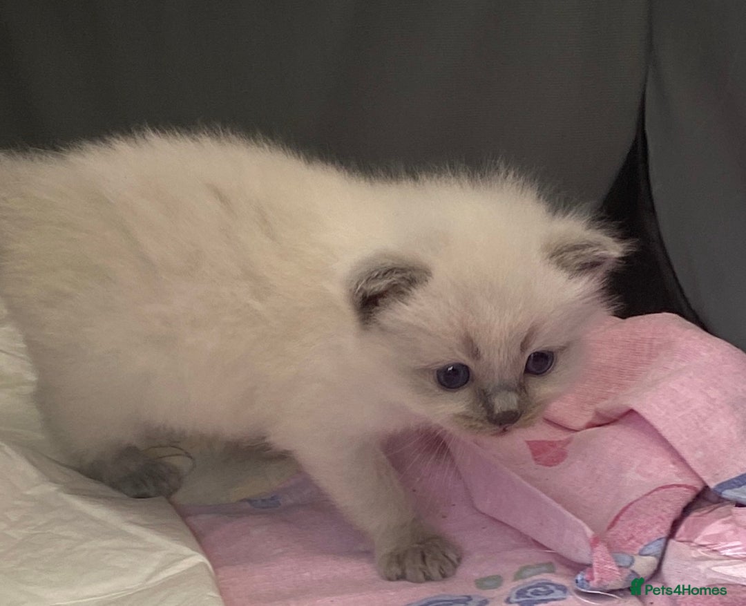 Ragdoll cats for sale: Beautiful Ragdoll Kittens ready to go!💙 - Image 23