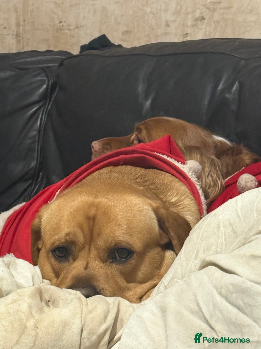 Labrador Retriever dogs for sale: Harvey KC registered  - Advert 13