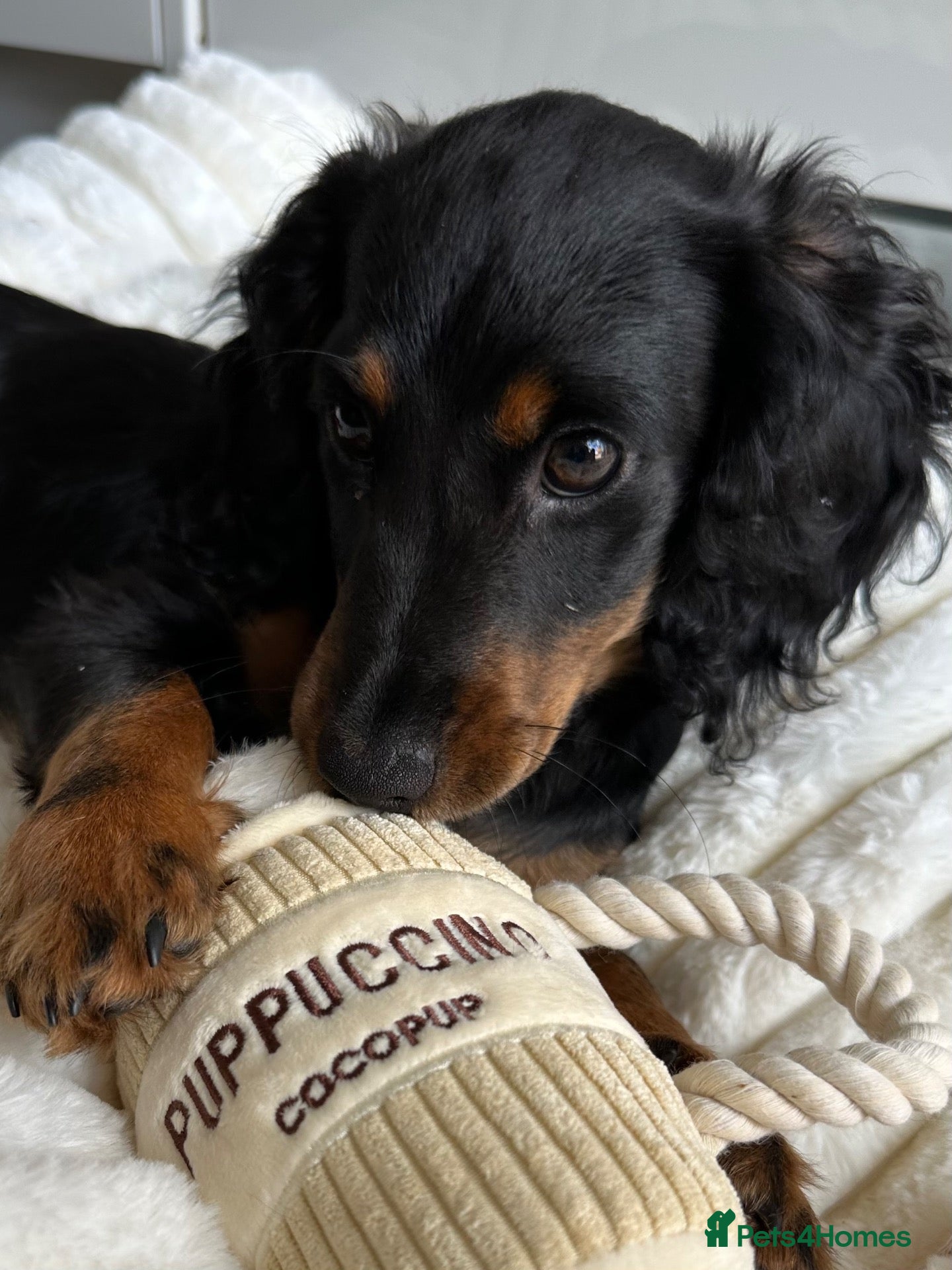 Mixed Breed dogs Beautiful doxiepoo - Advert 1
