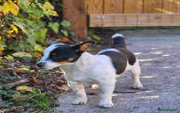 Jack Russell dogs for sale: Beautiful bonnie - Image 1