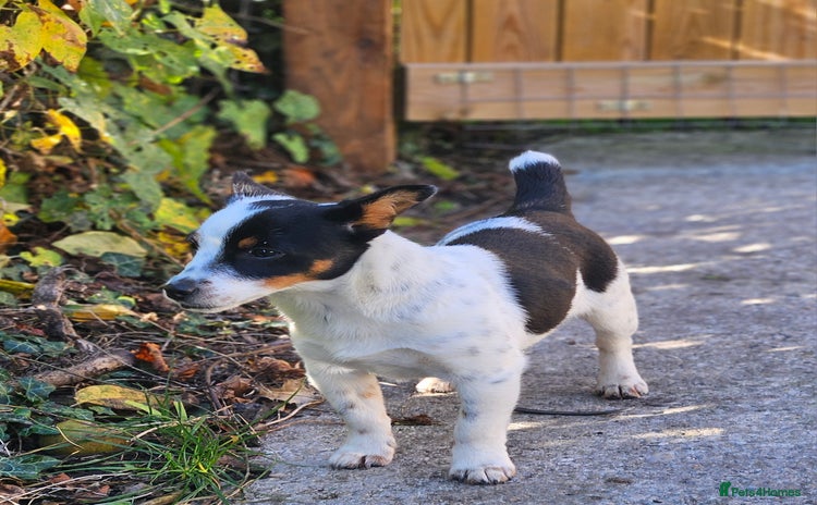 Jack Russell dogs - Advert 3