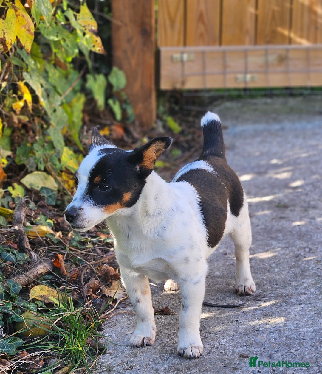 Jack Russell dogs for sale: Beautiful bonnie - Image 1