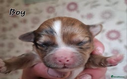 Mixed Breed dogs for sale: Ready to collect  - Advert 41