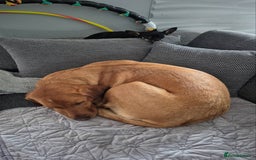 Labradoodle dogs for sale: F1 Toy / Miniature Labradoodles  - Advert 6