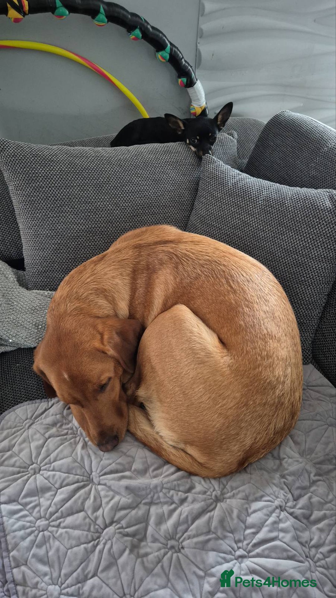 Labradoodle dogs for sale: F1 Toy / Miniature Labradoodles  - Advert 6