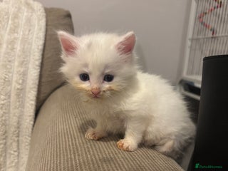 Turkish Angora cats ONE WHITE FLUFFY BOY LEFT 🩵 – Ready 10/12 - Advert 1