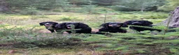Cocker Spaniel dogs for sale: Cocker spaniel male black KC reg - Advert 9