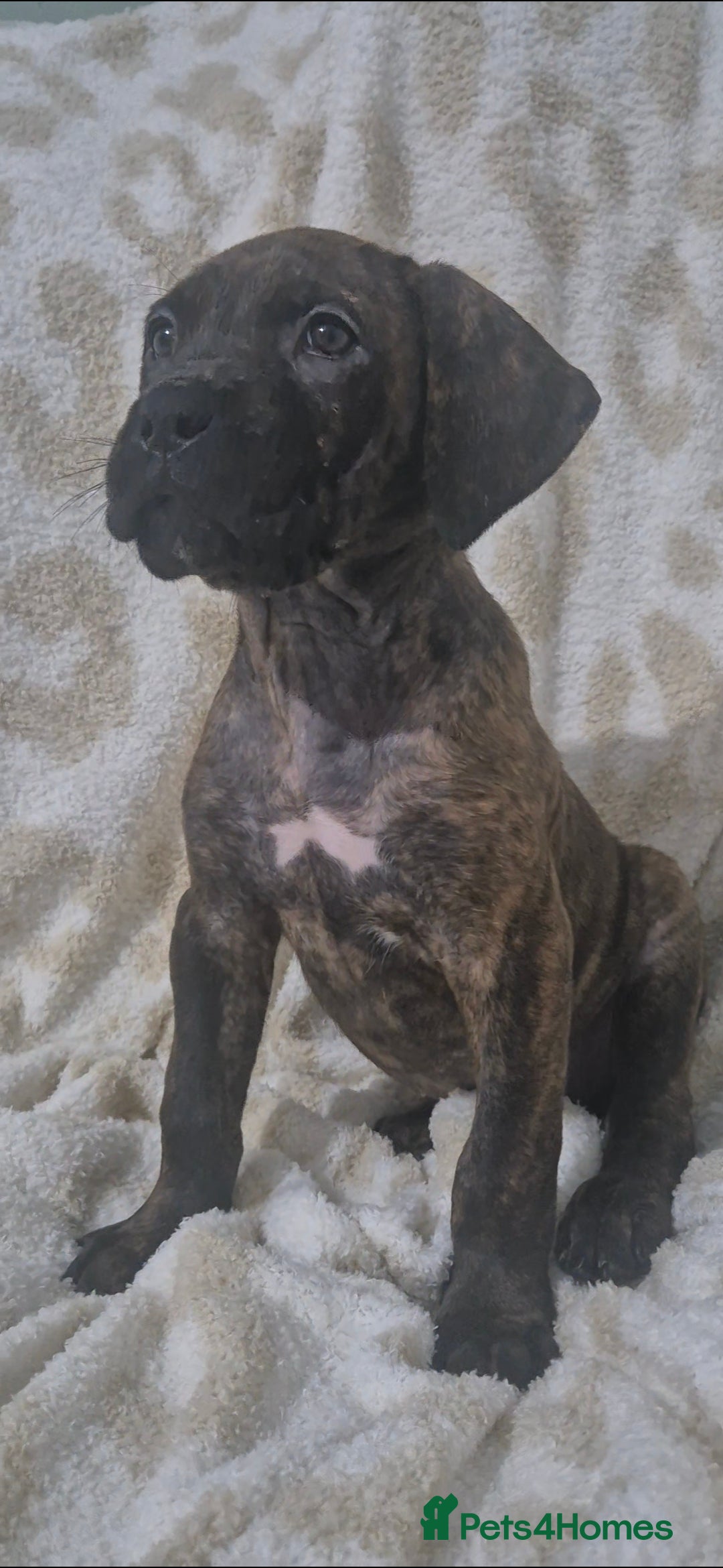 Mixed Breed dogs Last beautiful Mastiff cross Puppy - Advert 15