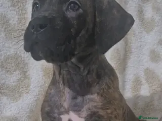 Mixed Breed dogs Last beautiful Mastiff cross Puppy - Advert 15