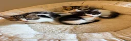 Mixed Breed cats for sale: Gorgeous kittens - Advert 2