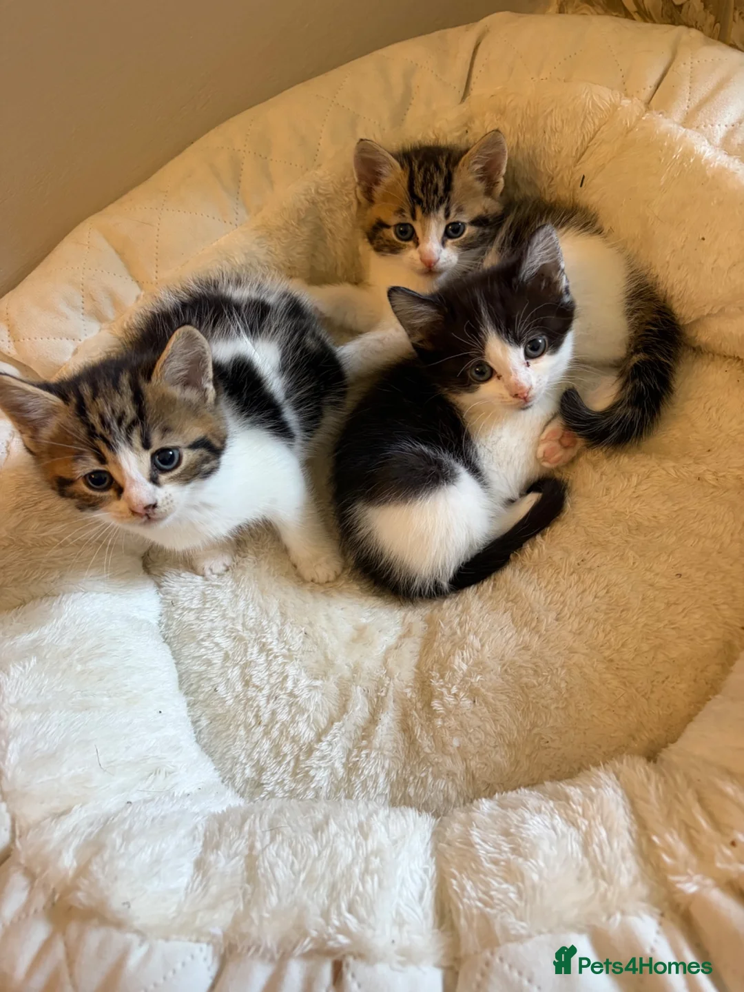 Mixed Breed cats for sale: Gorgeous kittens - Advert 2