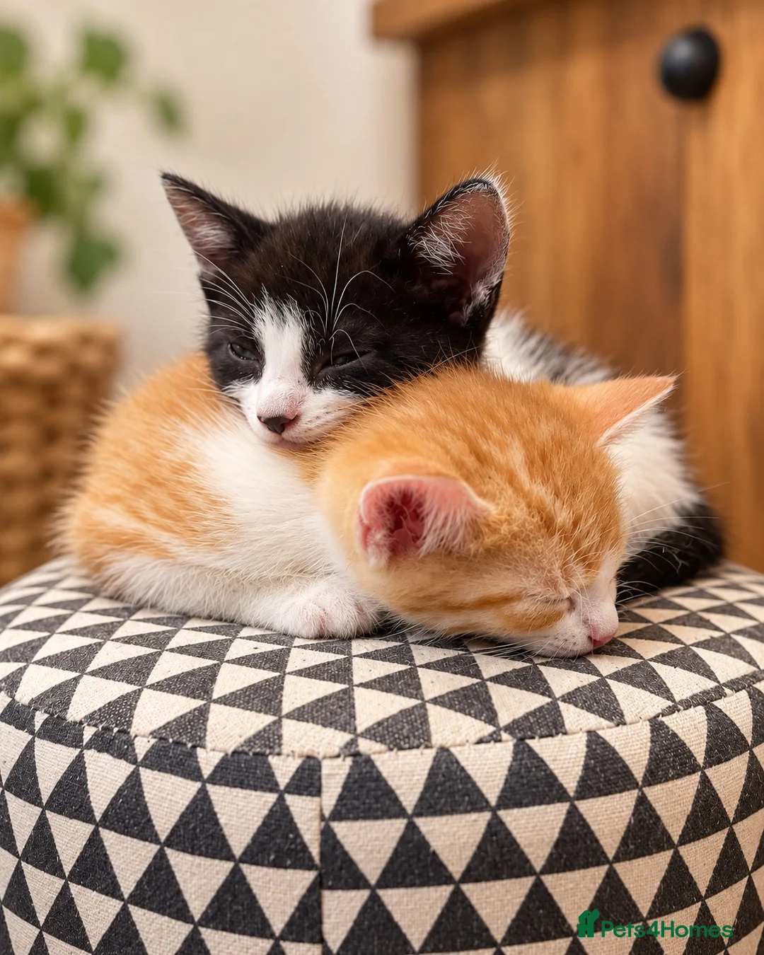 Mixed Breed cats for sale: Adorable Kittens for Sale – Used to Dogs 🐱❤️ - Advert 2