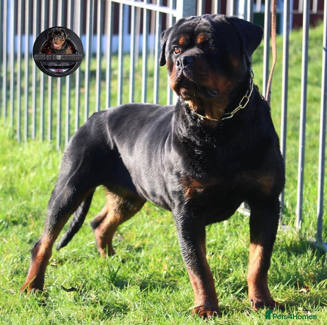 Rottweiler dogs for sale: Top Kc Registered Rottweiler Female Puppies - Advert 12