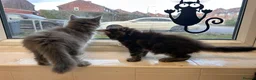 Maine Coon cats for sale: Maine coon boys - Advert 11