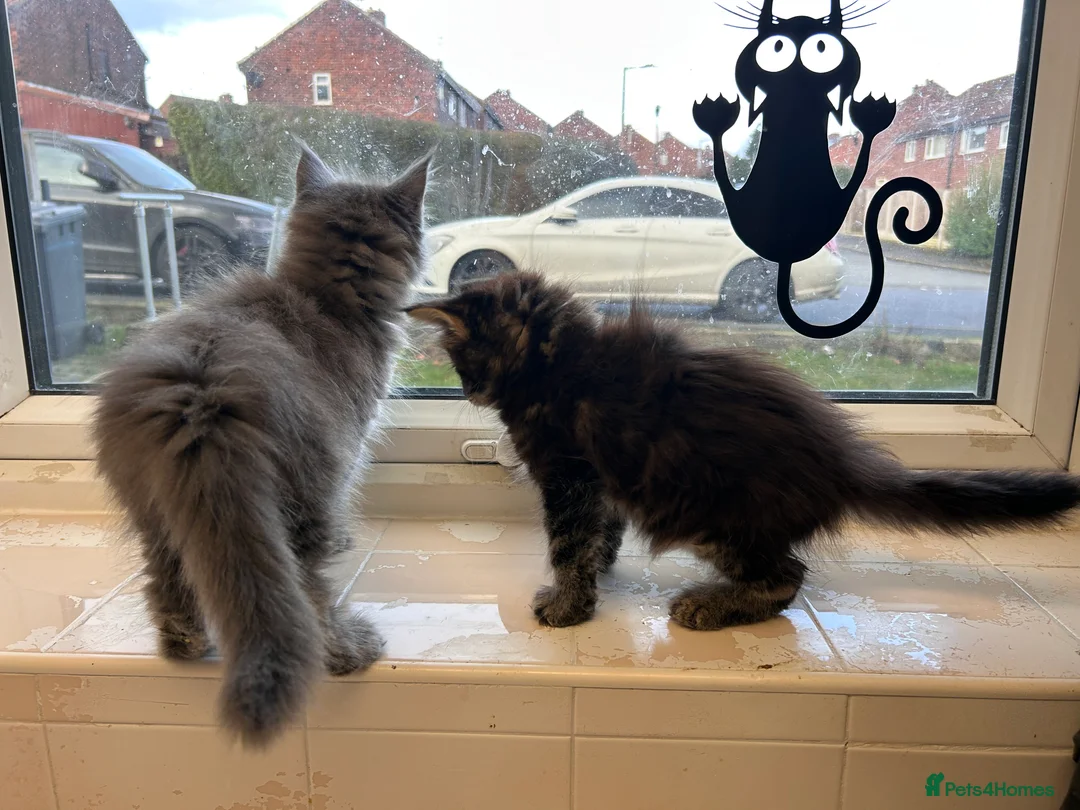 Maine Coon cats for sale: Maine coon boys - Advert 11