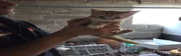 Mixed Breed cats for sale: Ginger girls and tortashell Kittens male & female  in Beaworthy - Advert 8