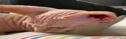 Sphynx cats for sale: Canadian Sphynx kittens READY NOW - Advert 14