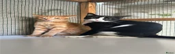 Mixed Breed cats for adoption: Two Cats for Indoor Adoption Together in Bridgend - Advert 3