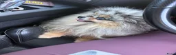 Pomeranian dogs for sale: 🧸💙 3 true to type Pomeranian male bears 💙🧸 - Advert 5