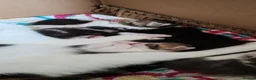 Mixed Breed cats for sale: 2 male kittens ready to leave - Advert 2