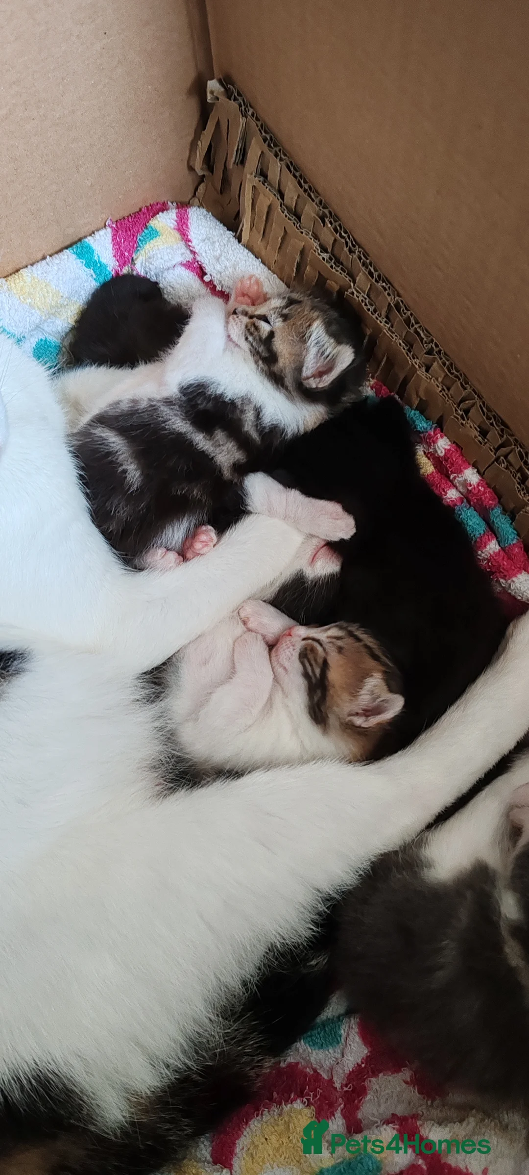 Mixed Breed cats for sale: 2 male kittens ready to leave - Advert 2