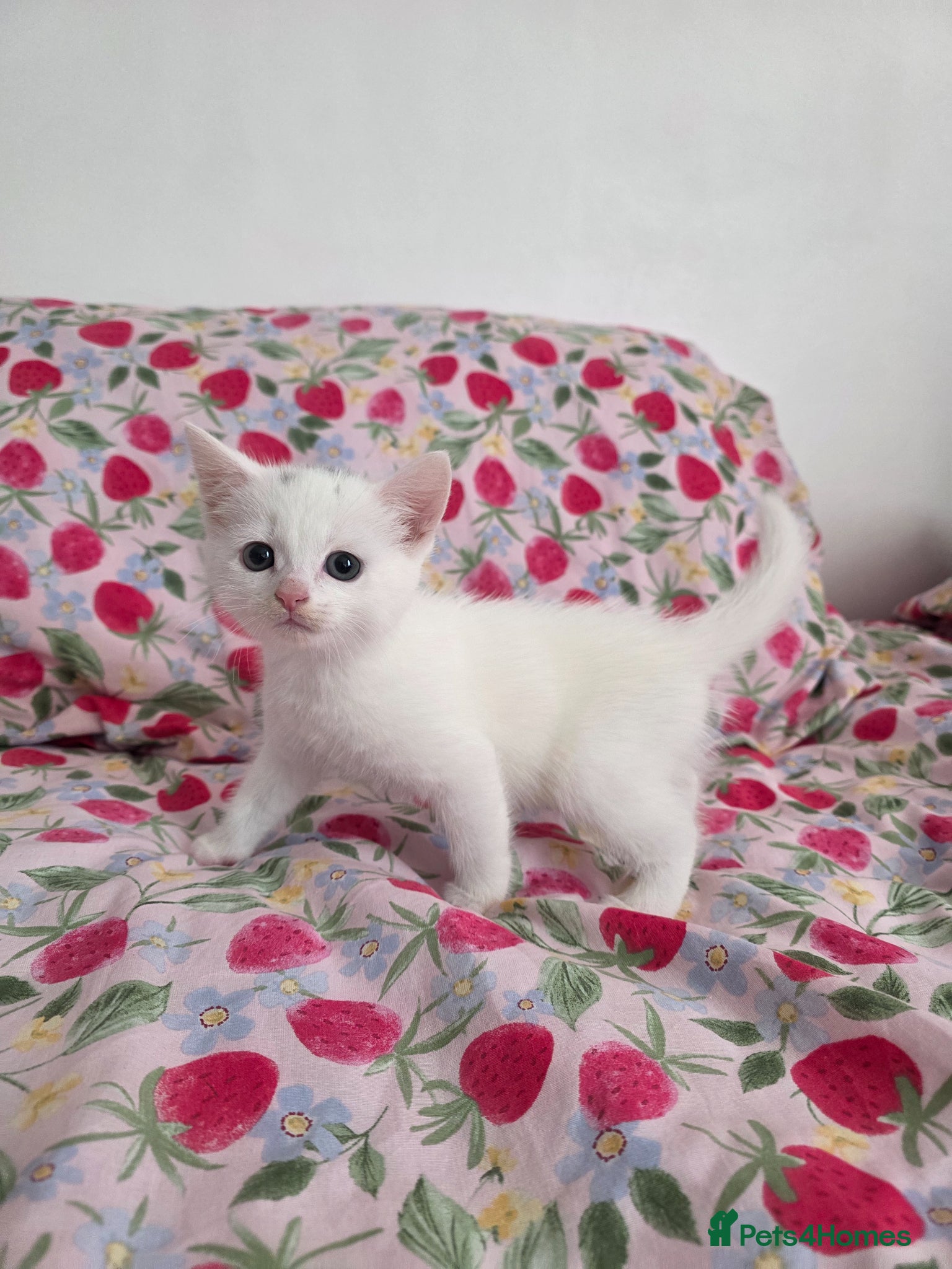Mixed Breed cats for sale: 🩷🐈‍⬛All kittens are now reserved. - Advert 4