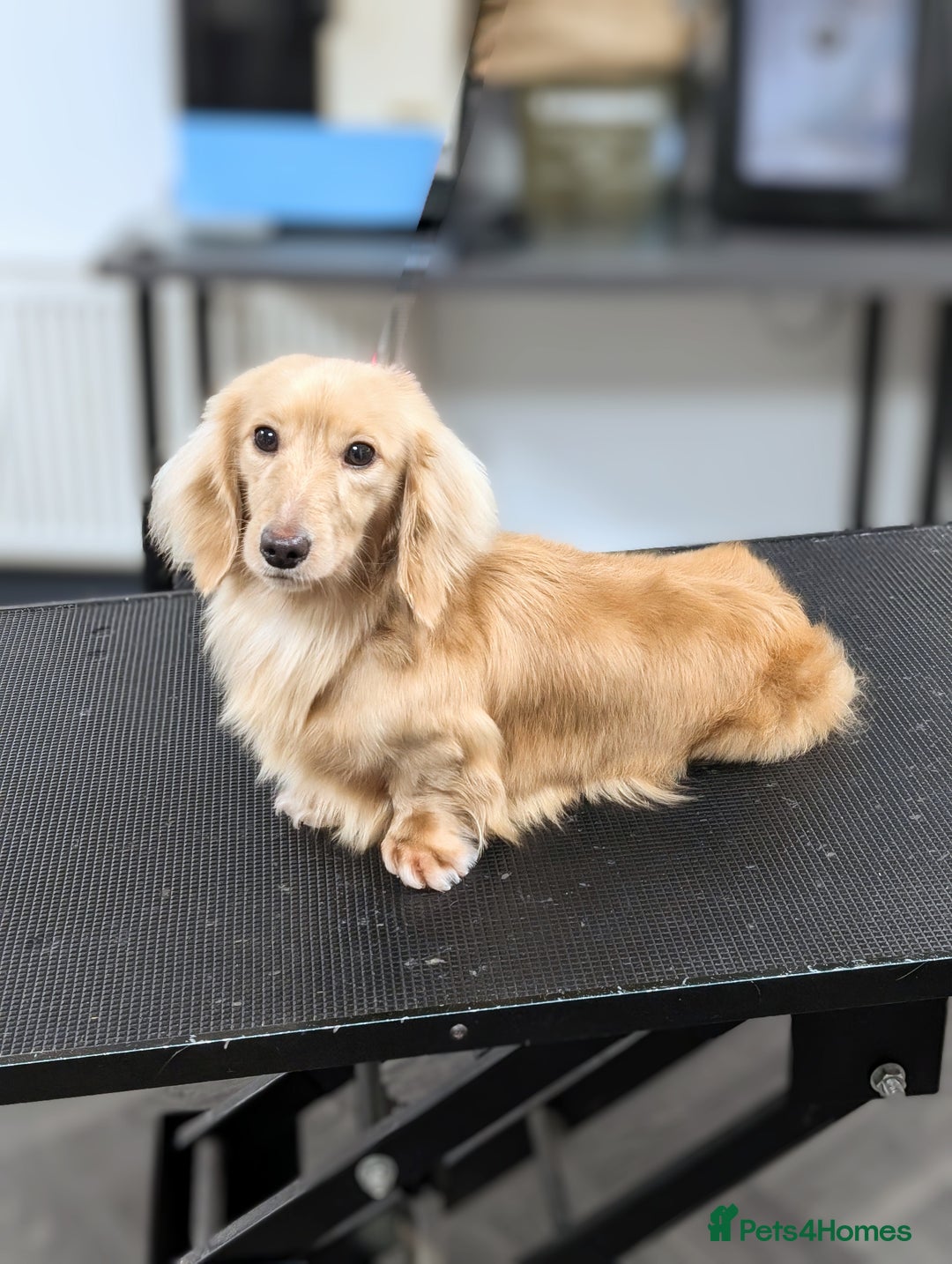 Cream Miniature Mini Longhaired Dachshund Puppies 13 Miniature