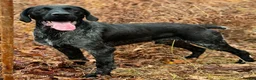 German Wirehaired Pointer dogs for sale: KC German Wirehaired Pointer Puppies - Advert 5