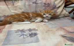 Mixed Breed cats for sale: Ginger Male Kitten -£220 - Image 4
