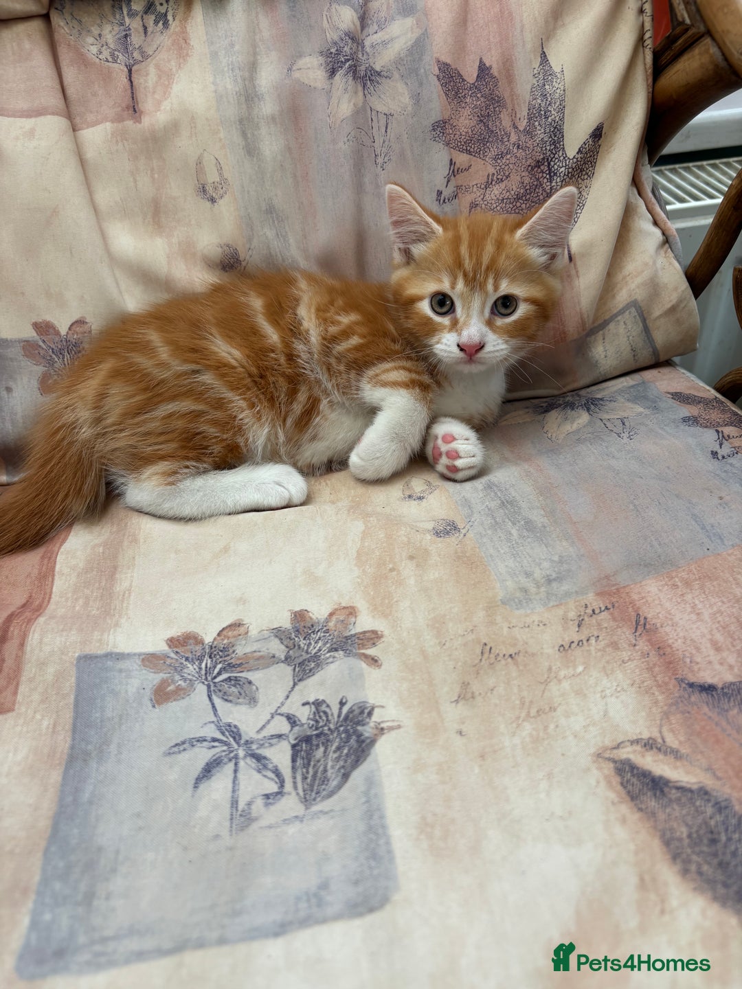Mixed Breed cats for sale: Ginger Male Kitten -£220 - Image 4